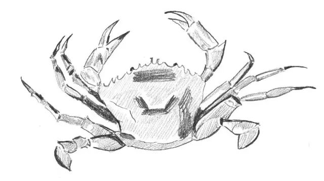 国画素描教程零基础入门,零基础学素描初学者入门教学