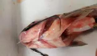 鱼类败血症,鱼病毒性败血症