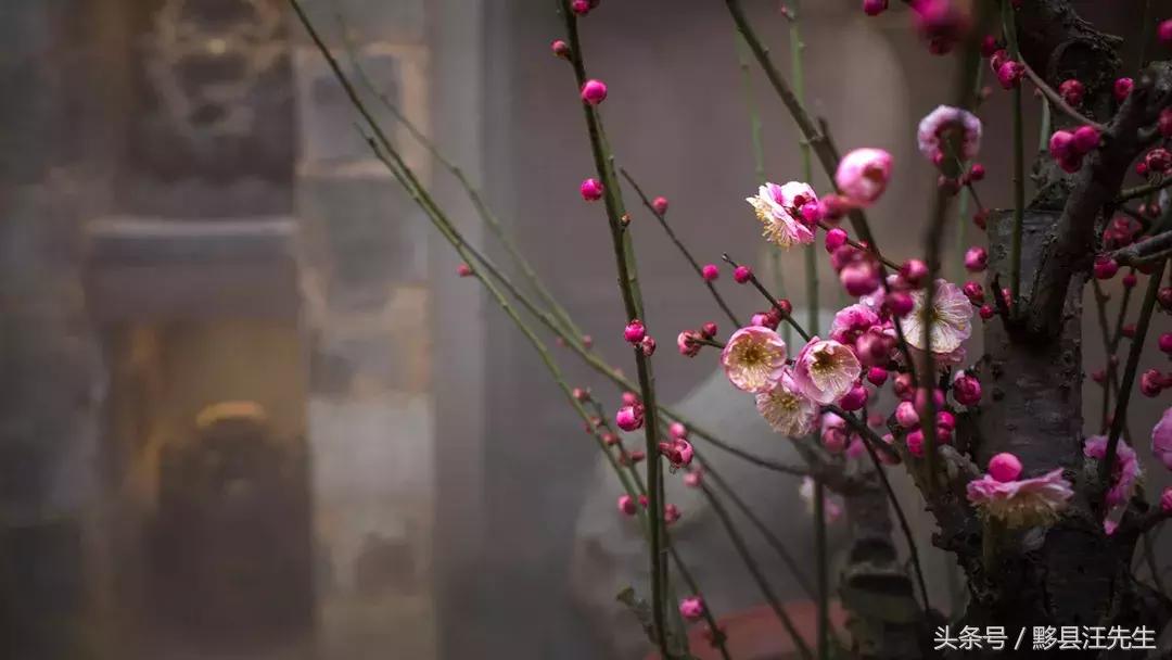 半耕草堂丨田园西递里的耕读生活