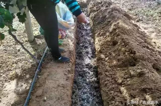 葡萄怎么养才能快结果,葡萄怎么养成盆栽