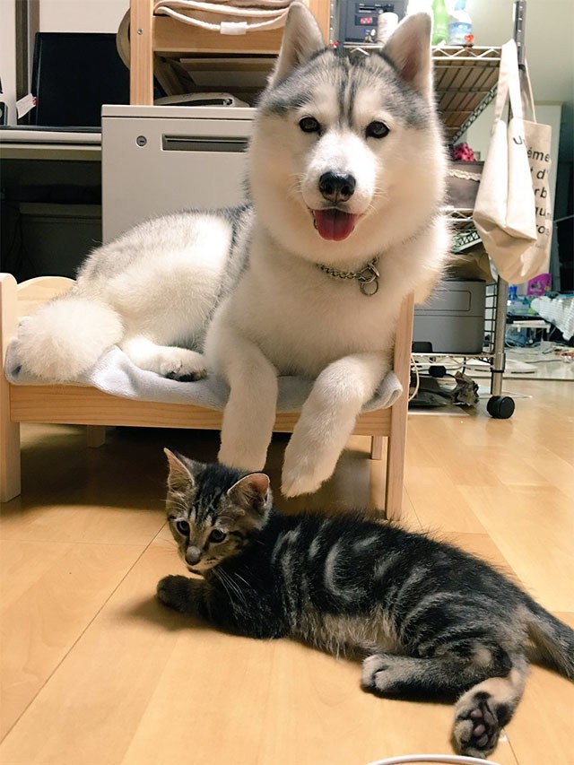 二哈把猫咪按在枕头底下,猫咪的窝被两只狗狗霸占