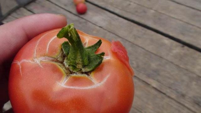 西红柿果实病害图谱大全及病名字,西红柿常见27种病害图片