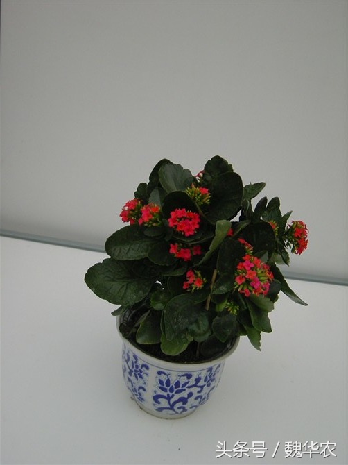 长寿花虫害治疗,长寿花虫害治疗方法