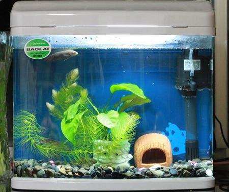 养观赏鱼老打架怎么办,泰国斗鱼母鱼混养打架