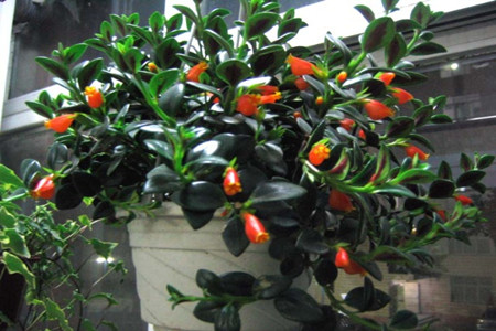 金鱼吊兰花的养殖方法,金鱼吊兰的养殖技巧