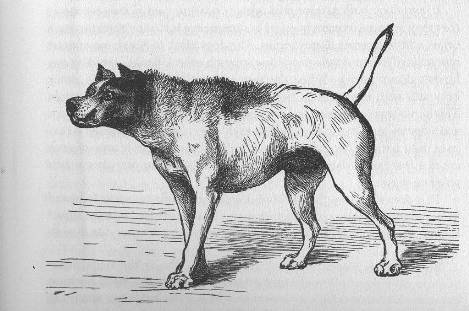 掌握狗的语言交流