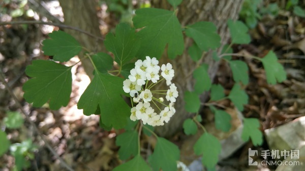 乐2手机的优点与缺点,乐2手机游戏测评
