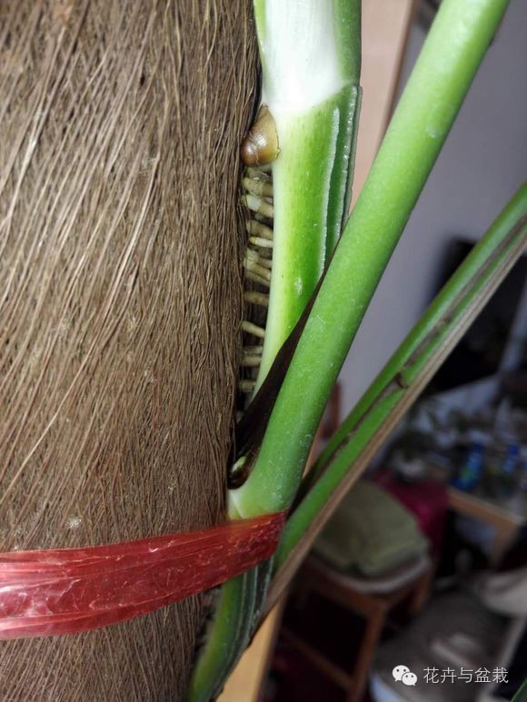 绿萝为什么不扎根绿萝柱,绿萝柱的绿萝是一般品种吗