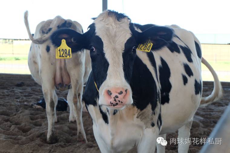 补钙长个子牛奶,长个补钙吃什么钙片最好