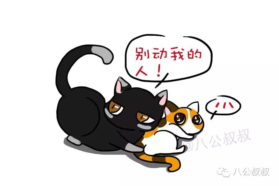 猫咪知识科普猫咪的应激反应,猫咪知识大解答