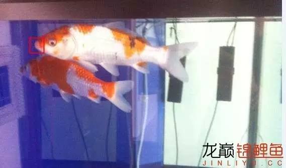 锦鲤烂嘴烂尾用什么药,锦鲤烂嘴可以用高锰酸钾