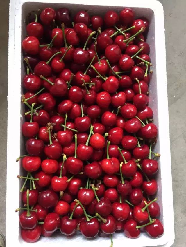 山东烟台大樱桃基地直播,烟台大樱桃基地直播