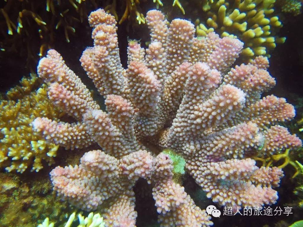 潜水芽庄,芽庄哪个岛适合潜水