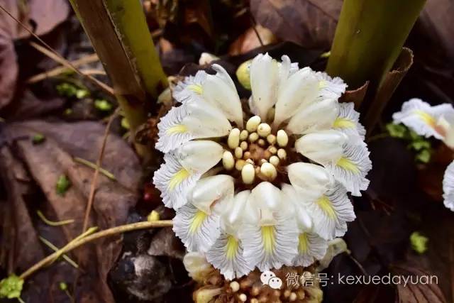 西双版纳热带雨林最有特色的树木,版纳原始森林雨林