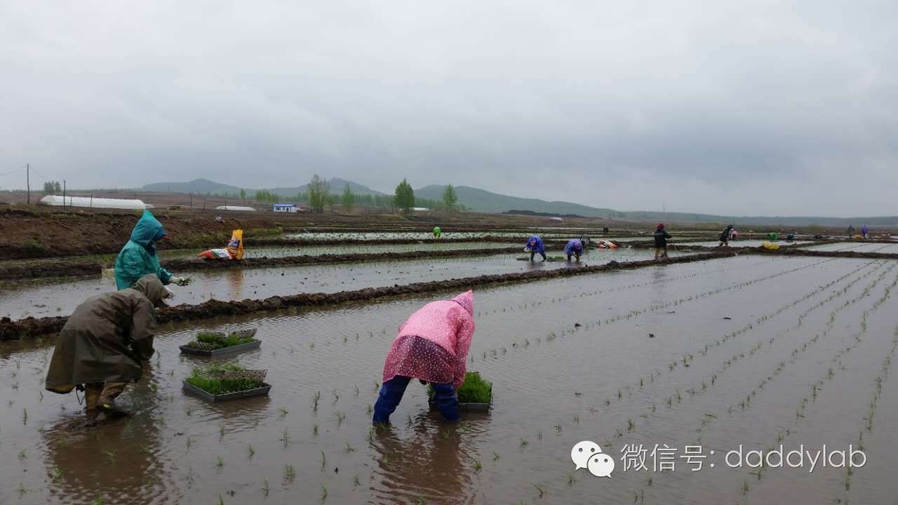 麦秸秆做的杯子安全吗,小麦秸秆杯子真的健康吗