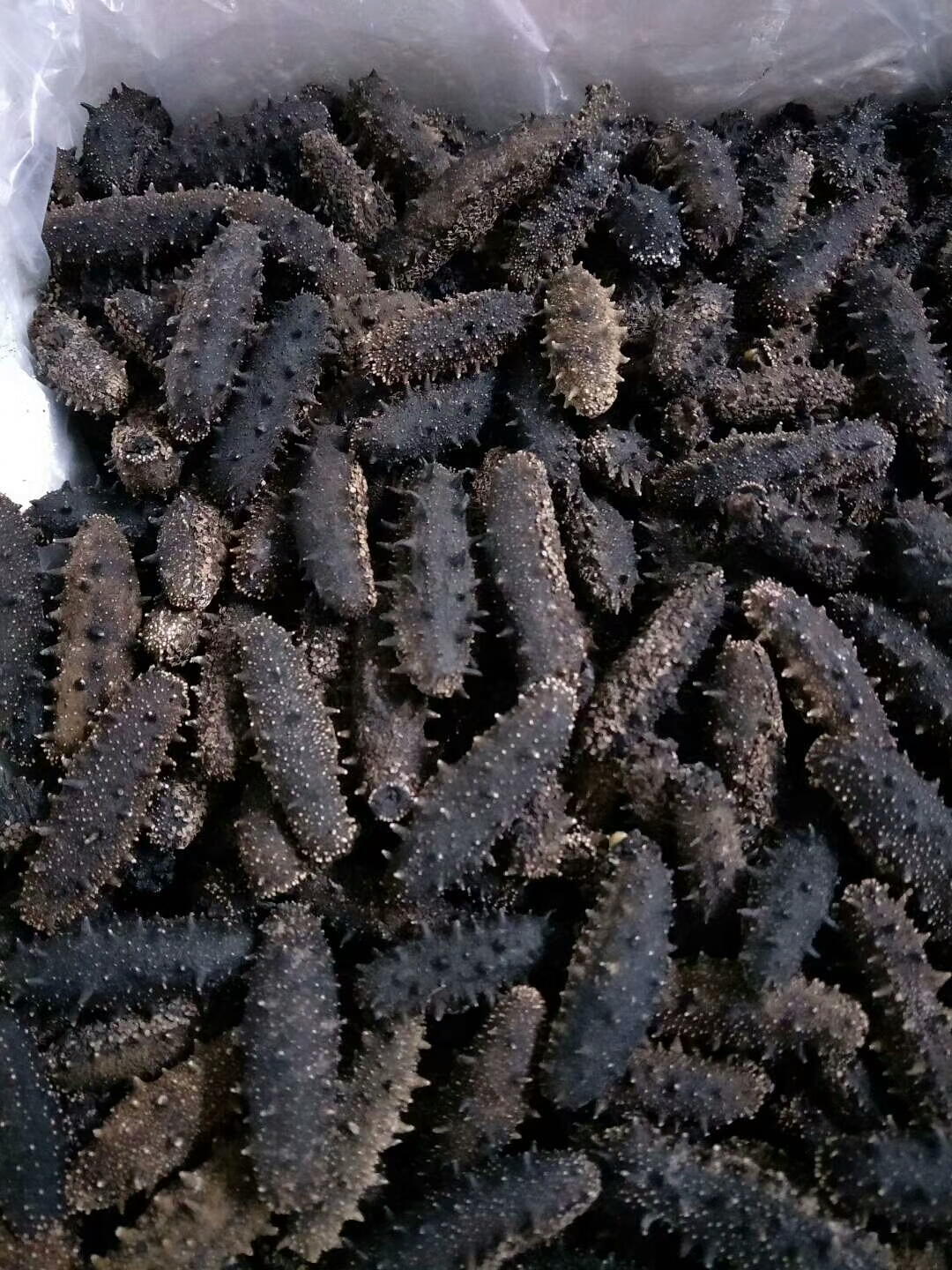 大连棒棰岛海参和晓芹海参谁家好,大连新鲜海参几月份买最好