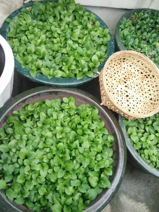 与高血压有关野菜,哪些野菜可以降高血压