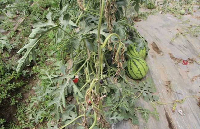 露天西瓜坐瓜期枯萎病怎么治疗,西瓜根施多菌灵能治枯萎病吗