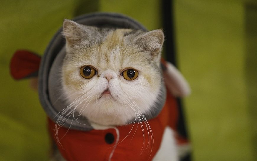 十二星座命中注定星座伴侣是谁,十二星座对应的宠物