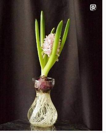 水培风信子瓶子可以养什么,水培风信子一定要放在黑暗地方吗