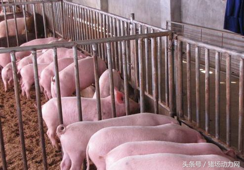 母猪断奶后低温不吃怎么回事,怀孕母猪低温喘气怎么治疗