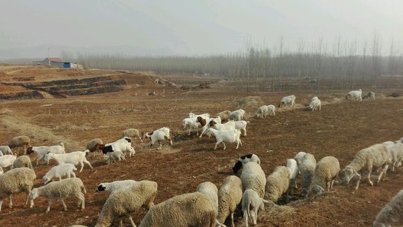养羊人的忠告,养羊要注意什么新手必看