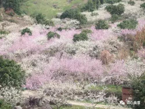 戊戌惊蛰有感：花谢花飞花满天，红消香断有谁怜？