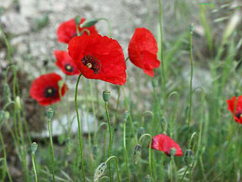 经量少多怎么办,经量太少该吃什么调理