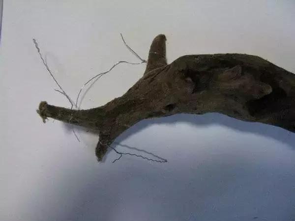 垂泪莫斯和三角莫斯火焰莫斯,莫斯水草球做法