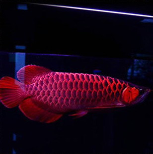 红龙鱼辨别,红龙鱼哪个品种最好