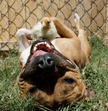 属相运势是迷信吗,迷信之属相与婚姻