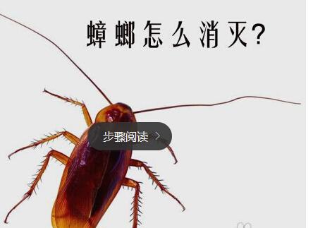 怎么才能消灭家里的蟑螂呢小妙招,怎么才能把家里的蟑螂彻底消灭