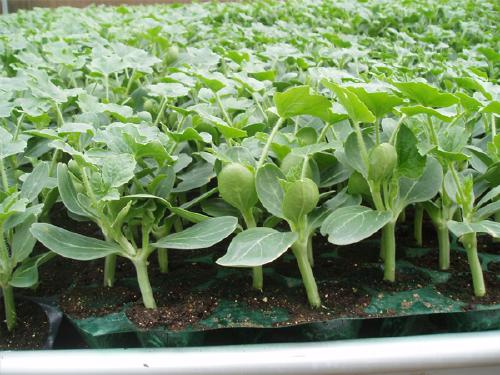 种西瓜从育苗到生西瓜的全过程,露地西瓜育苗什么时间育苗好