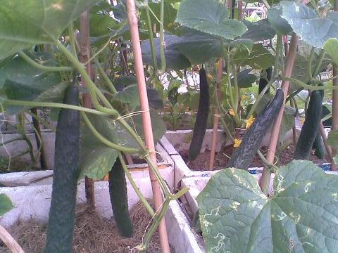 选黄瓜窍门,选择好的黄瓜