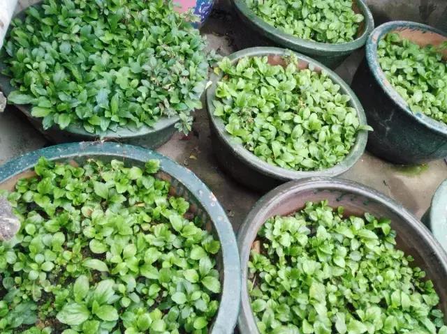 与高血压有关野菜,哪些野菜可以降高血压