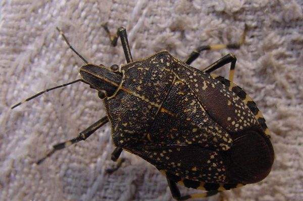 “捣乱”的放屁虫（石磊文）