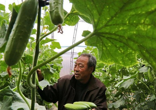 选黄瓜窍门,选择好的黄瓜