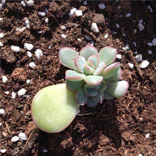 多肉叶插生根发芽后什么时候移盆,多肉蓝鸟叶插生根发芽后怎么处理