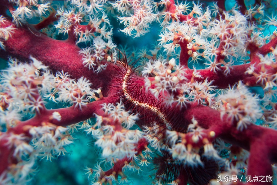 世界20幅人像摄影,52张世界顶级摄影