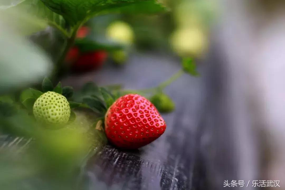 武汉春游两日游攻略大全,武汉春游适合去哪里玩