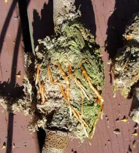 米兰花养殖方法米兰夏天能暴晒吗,米兰花怎样养又粗又壮