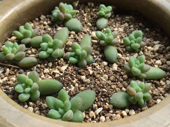 多肉叶插生根发芽后什么时候移盆,多肉蓝鸟叶插生根发芽后怎么处理