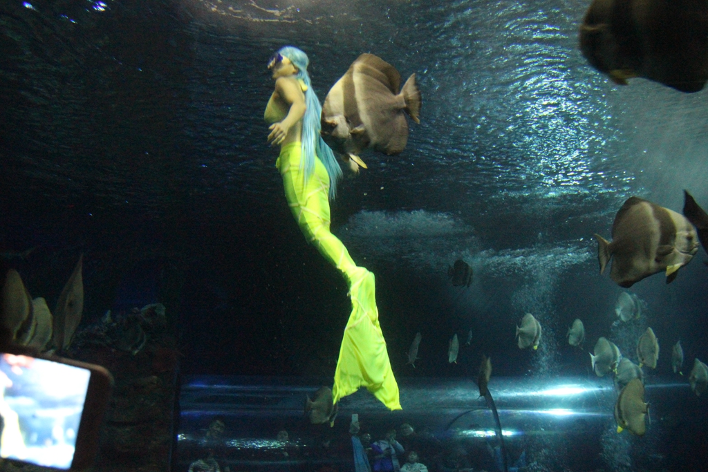 北京南到太平洋海底世界,走进太平洋海底世界视频