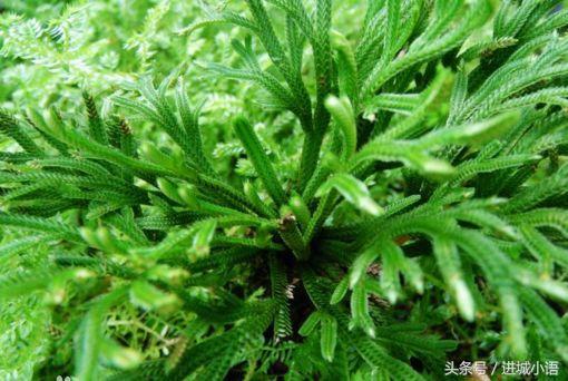 现在的季节有哪些野菜可以吃,又到了吃野菜的季节你认识野菜不