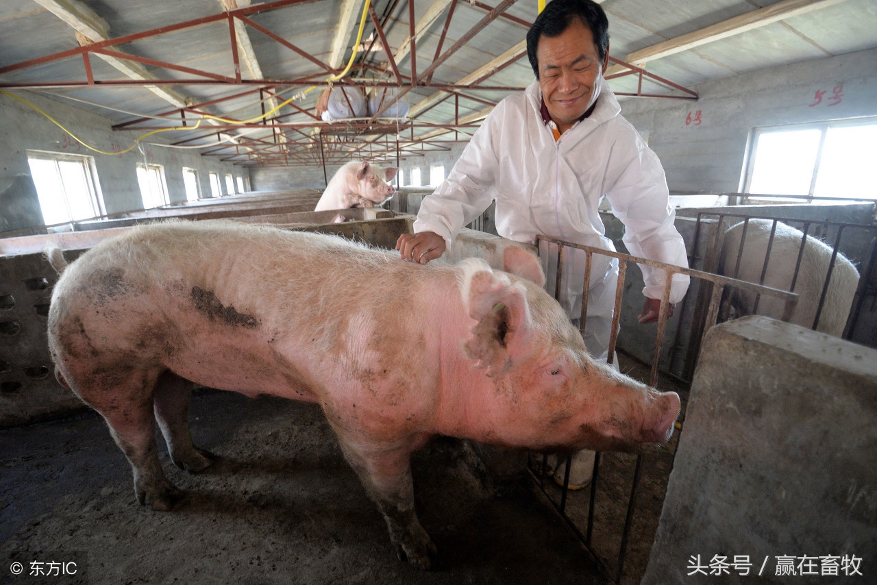 母猪子宫炎是什么意思,母猪子宫炎反复不好还高热