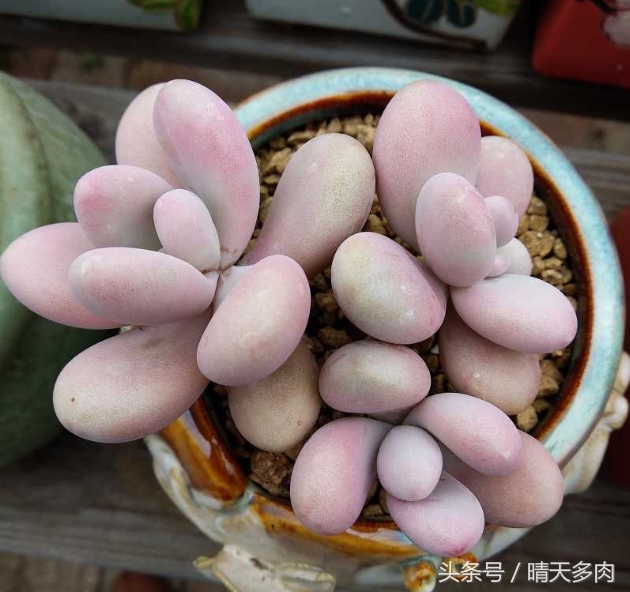 只有养过多肉的人才明白的事,其实多肉也没想象中那么好养