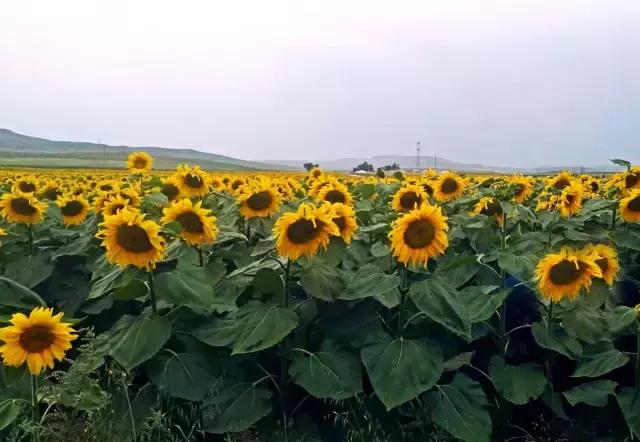 作业治疗案例分析模板,作业案例及反思