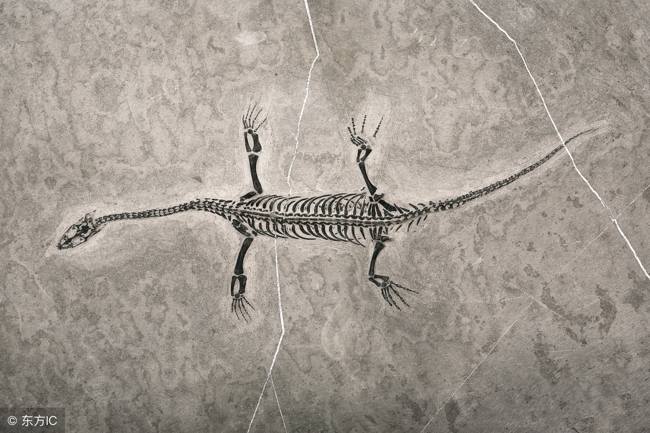 宝宝喜欢恐龙的原因 (3-6岁喜欢的恐龙)