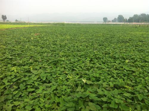 红薯地里害虫怎么治,如何防治红薯蛴螬虫害