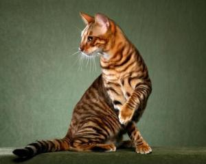 招财猫是哪种猫咪,这才是真正的招财猫